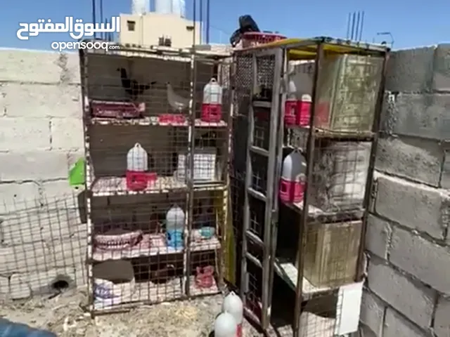 قنين نضاف 8 عيون كل قن 4 عيون الفيديو واضح فية كل اشي للبيع بسعر حرق وبحال البلاش