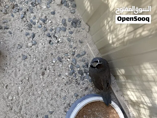 زوج فري أمريكي كاليفورنيا نظيف جدا