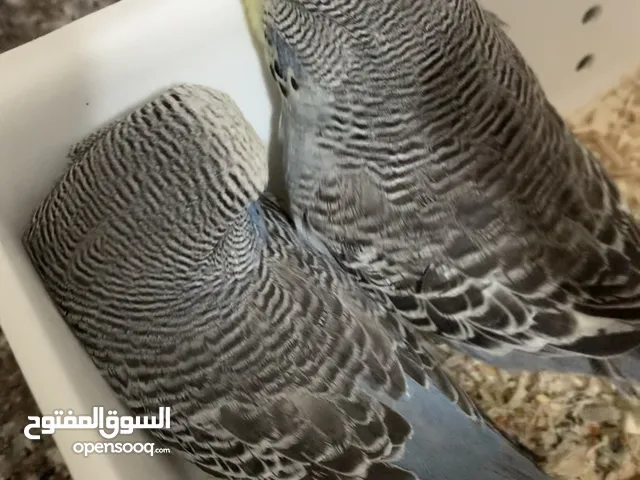 فروخ بادجي انجليزي