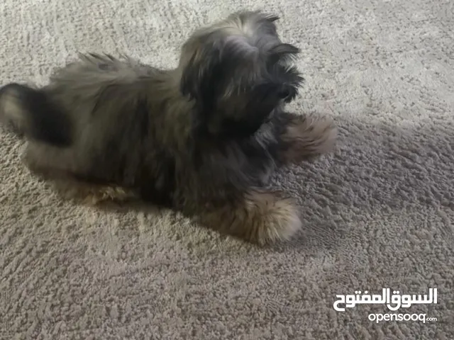 شيتزو ذكر 7 شهور مع جميع اغراضه Shihtzu puppy male 7 months with all his stuff