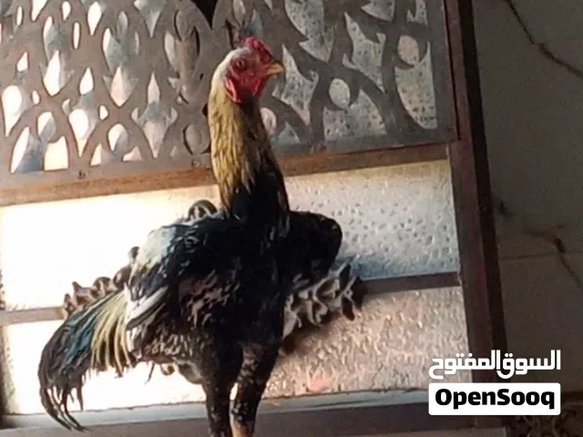 للبيع ديج هراتي تركي طير جاهز وسعره مناسب وشراي بخدمته