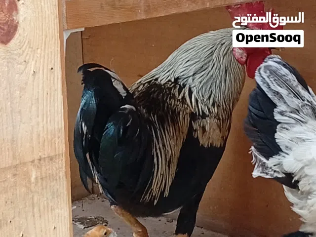 ديج دندراوي اصلي عمره 6اشهر واقل ديج يخبل ماله الله من جميع المواصفات حته الصياح ماله صافي