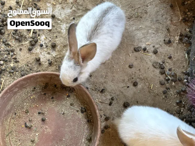 ارانب للبيع هجين بابيون ع بلدي ألوان جميله صحه ونظافه العمر شهرين وأكثر من شهرين الحبه 3 دنانير