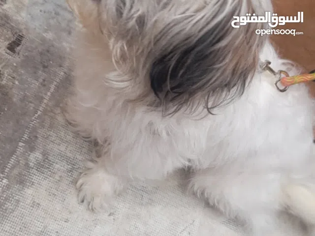 كلب للبيع جميل ذكر وحلو