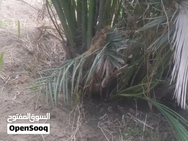 أشجار ونخيل