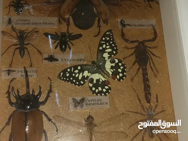 جميع انواع المحنطاتTaxidermy متوفره اكثر من الي في الصوره