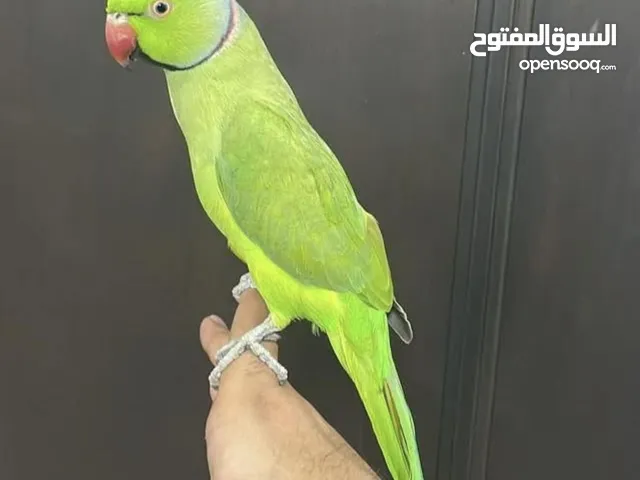 2 ذكور و 3 اناث للبيع متوه