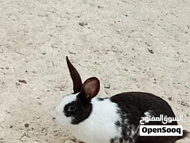 ارانب شهر للبيع بالسلط