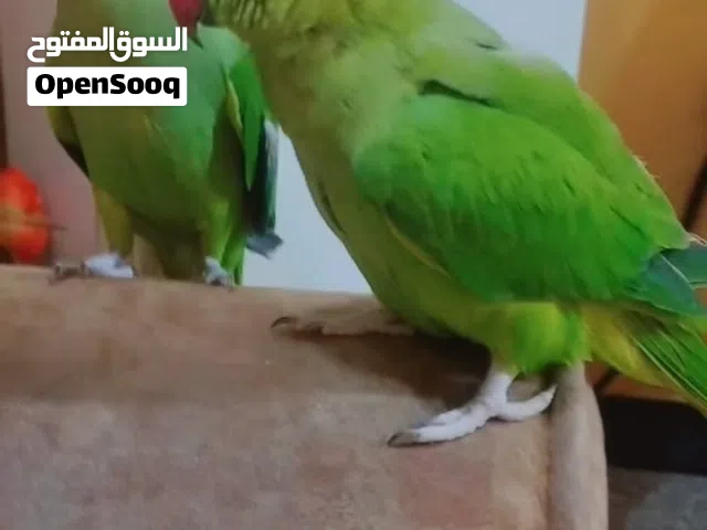 بغبغاء متزاوجات افراخهم خذوهن بقن لامهات