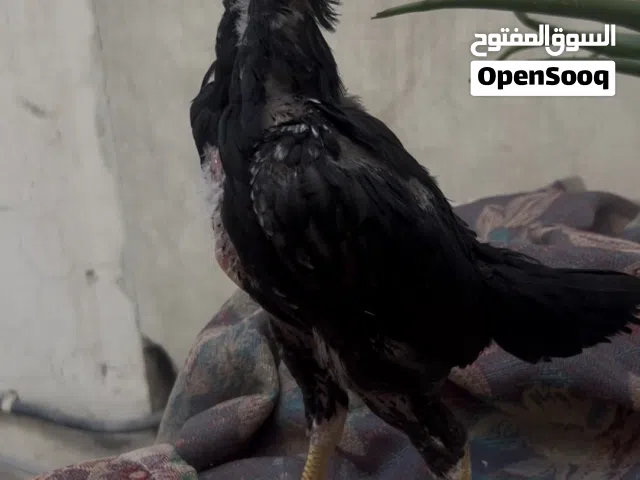 Pure aseel mushka colour