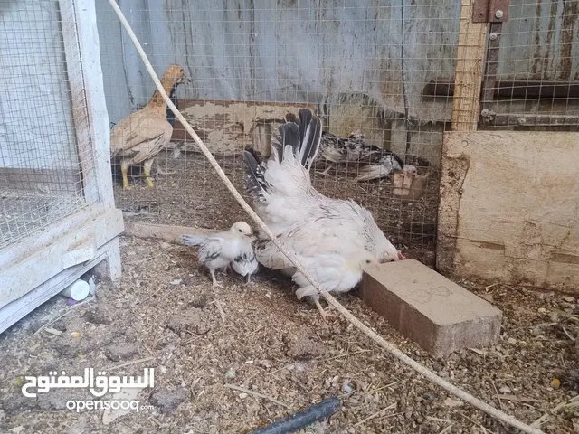 للبيع دجاج زينة قزم جابانيز