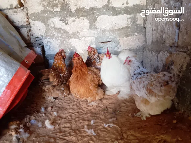 السلام عليكم الدجاج استرالي ربي يبارك