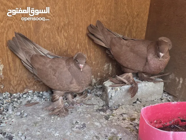 زوج حمام رواعب نجفيات مراوس بزوج كوكتيل