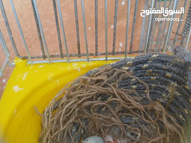 كنار جواز مع بيض وفي اجواز مع افراخ