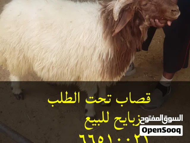 قصاب الكويت /زبايح للبيع مع التوصيل جميع مناطق الكويت