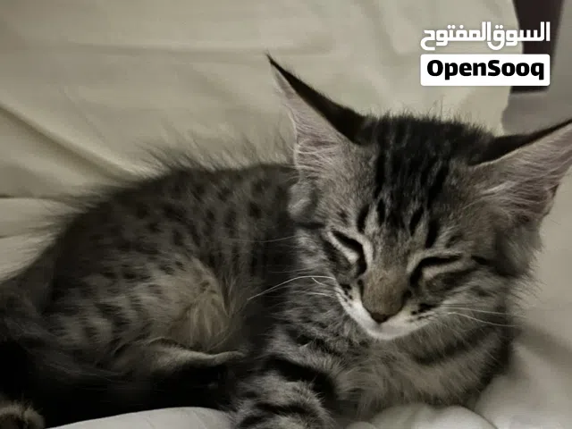 قط  ذكر