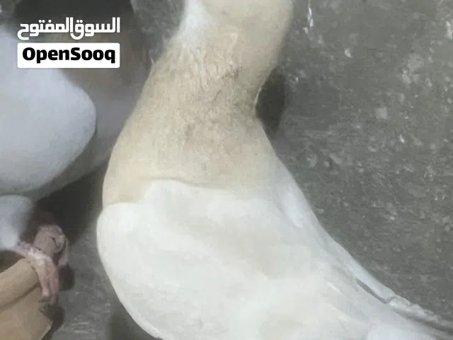 زوج  نخب اول