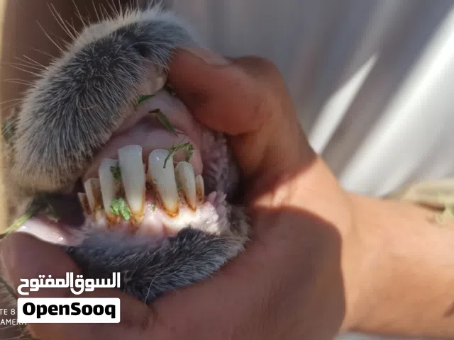 غنم فلاتي للبيع