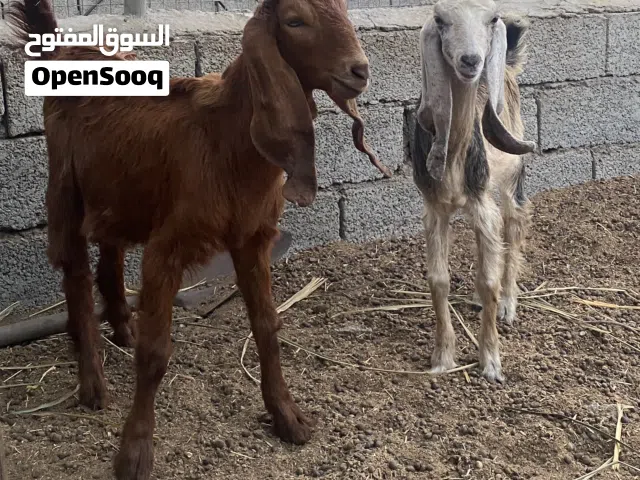 للبيع تيس وصخلة باكستانيات بيور اصل دون تهجين حلال فاخر للتربية واللوان مميزة