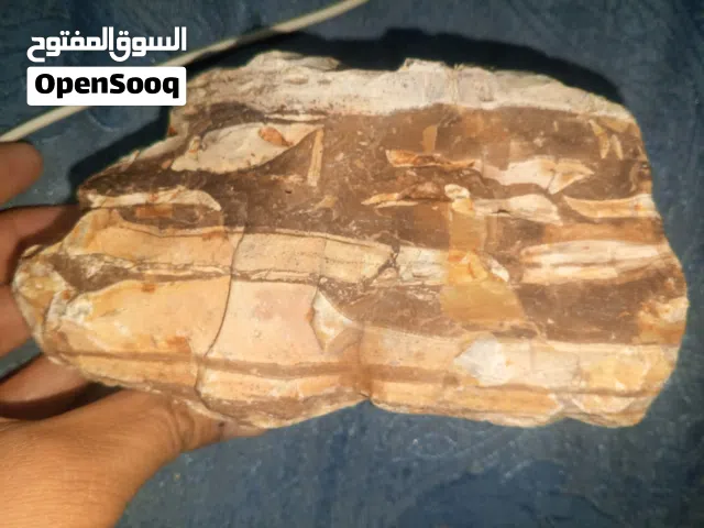 للبيع: خشب متحجر متعقق نادر مع جيوب دروزي لامعة