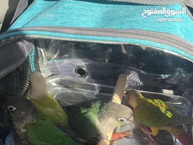 كنيورات العدد 2
