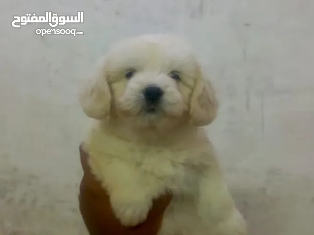 كلاب زينه نوع (تريريه) مدبدبات للبيع