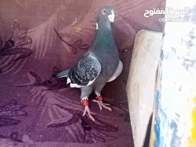 اجواز نخب للبيع بسعر حرق