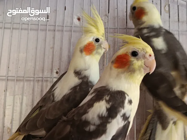 متاح للبيع 3 طيور عصافير كوكتيل مصبع دم عالى مستوى رائع مغردين اححام سوبر جامبو ريش مستف على وش شغل