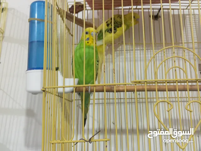 زوجين بادجي قربين من الانتاج وزوج هوقو للبيع او البدل