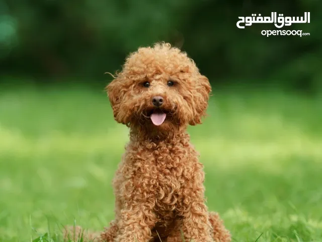 مطلوب كلب بودل أنثى للشراء او تزاوج