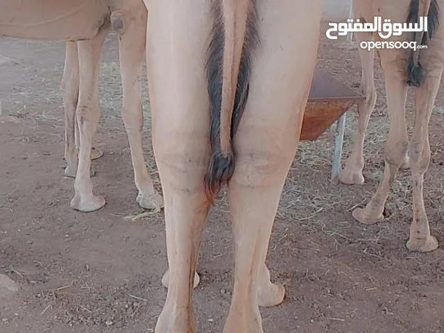camels Muscat barka
