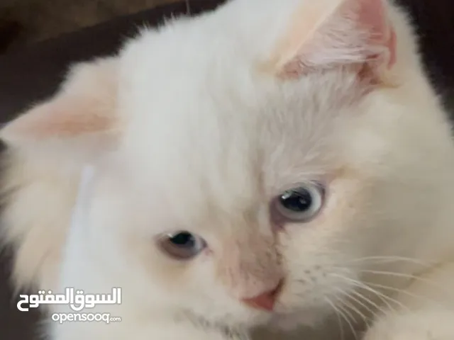قط ذكر للبيع