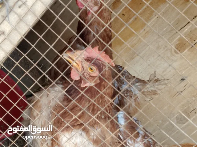 طقم دجاج هندي نخب اول بياض أقل اشي يبيض سبع بيضات با اليوم معهن خم حجم وصط دجاج ترباي عندي