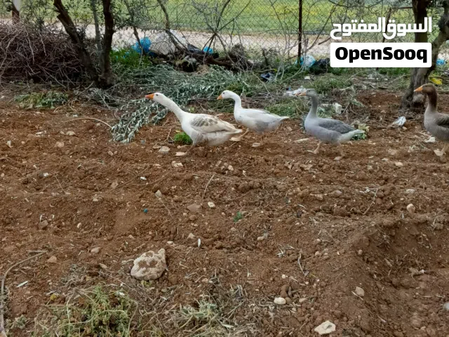 وز للبيع ذكر وثلاث اناث