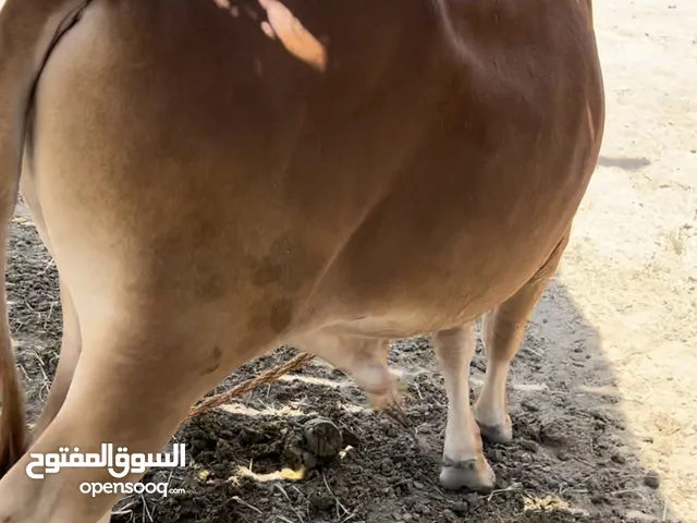 ثور عماني سمين طعيم