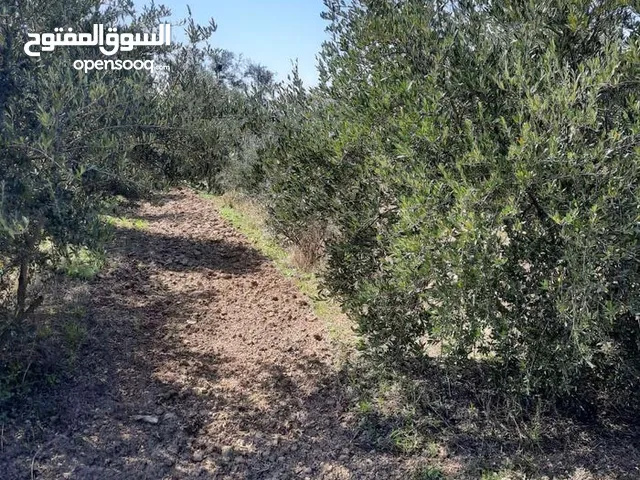 بستان للبيع زيتون فقط حمال الف شجرة