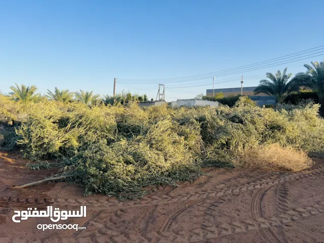 نقا زيتون للبيع