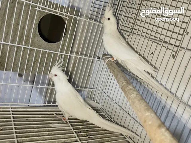 زواج كوكتيل البينو منتجه بفضل