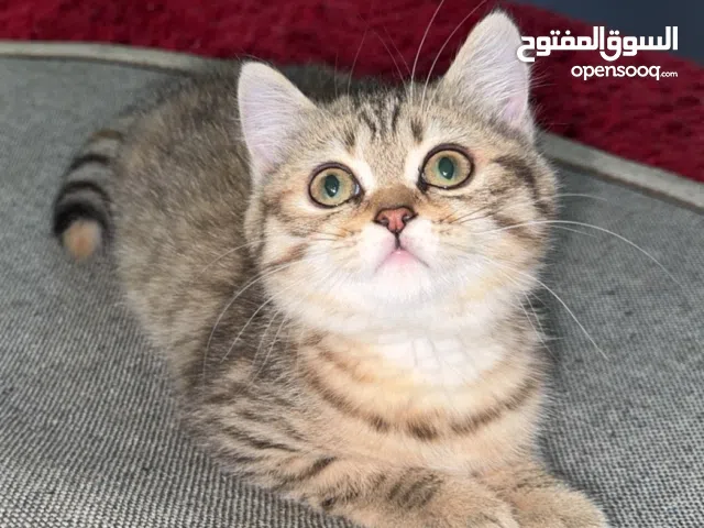 قطه برتش شورت هير عمرها شهرين ونص