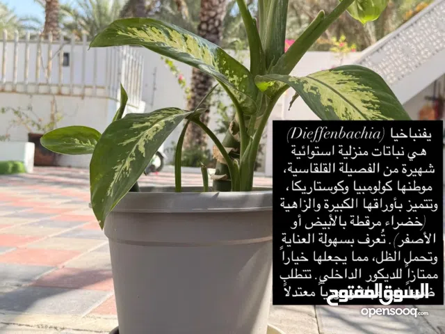 شجرة داخلية ديفنباخيا شجره جميله جدا