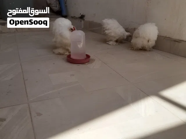 الله يبارك دجاج سترالي للبيع