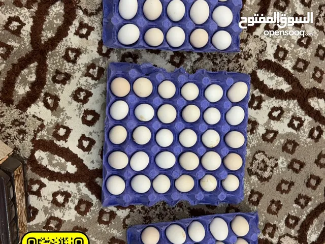 بيض دجاج عربي....