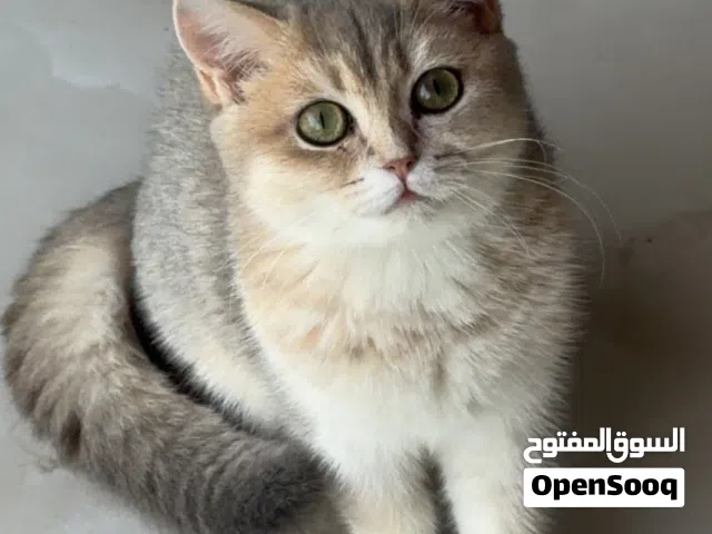 british cat