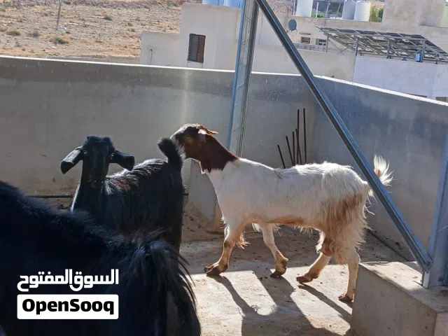 تيس وسخلتين للبيع
