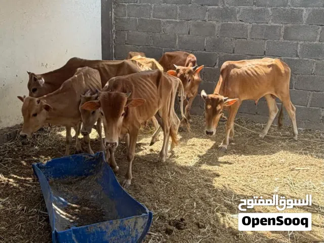 عجول سته وعجلتين للبيع  أقرا الوصف