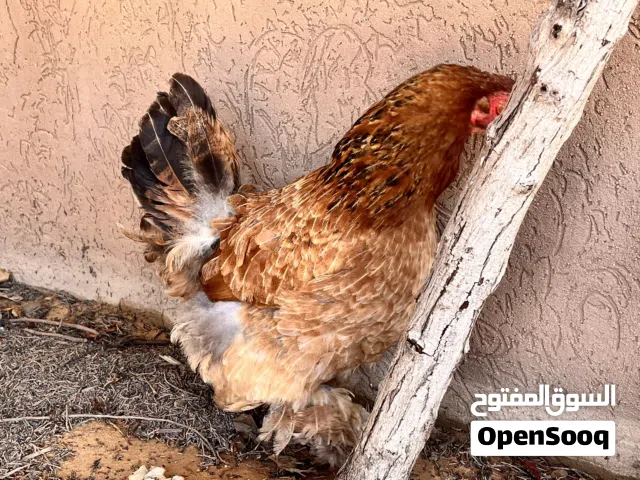 دجاج برهما