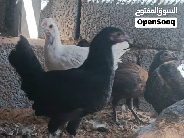 سلام عليكم ورحمه الله وبركاته متوفر 14 عتوقه و 5 فراريج عمر 3 شهور مكان تاجوراء حاجة نضيفه