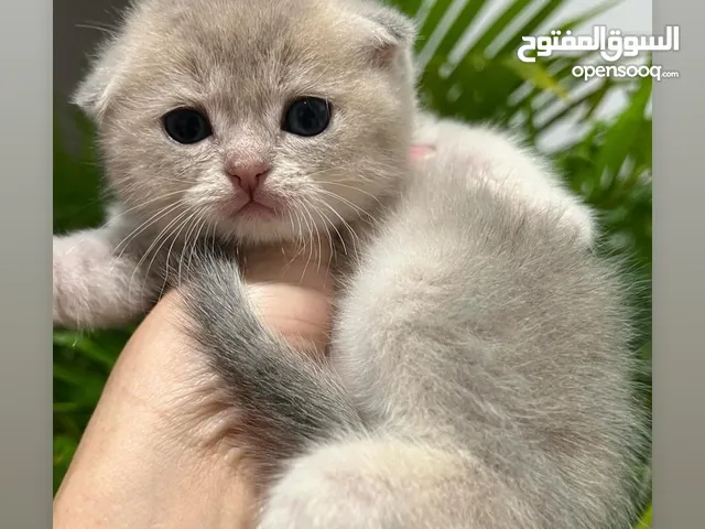 Scottish fold AY 11