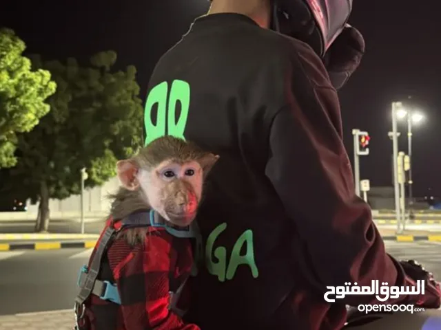 قرد للبيع بابون