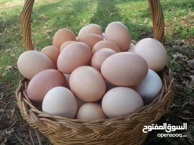 بيض عماني صالح للاكل